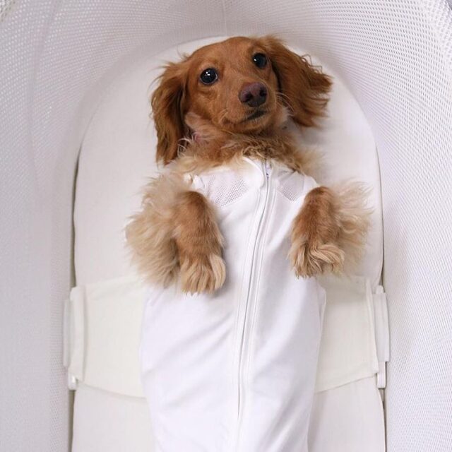 Is The SNOO Worth It?! SNOO REVIEW (NOTSPONSORED)