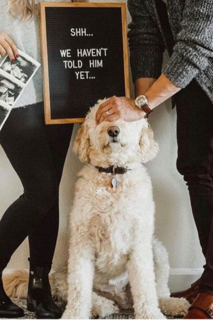 'Shhhh We haven't told him yet' pregnancy reveal with dog