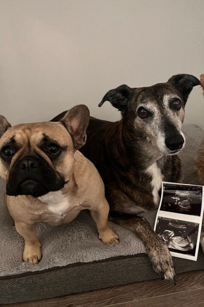 Pregnancy announcement with dog holding the sonogram